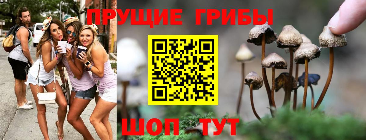 Псилоцибиновые грибы прущие грибы  Псилоцибиновые грибы GOLDEN TEACHER  Кудрово  Вход с VPN 